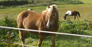 Unser Pony auf der Wiese Ostsee Bauernhof